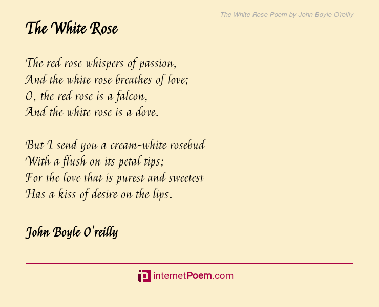 white rose love poem