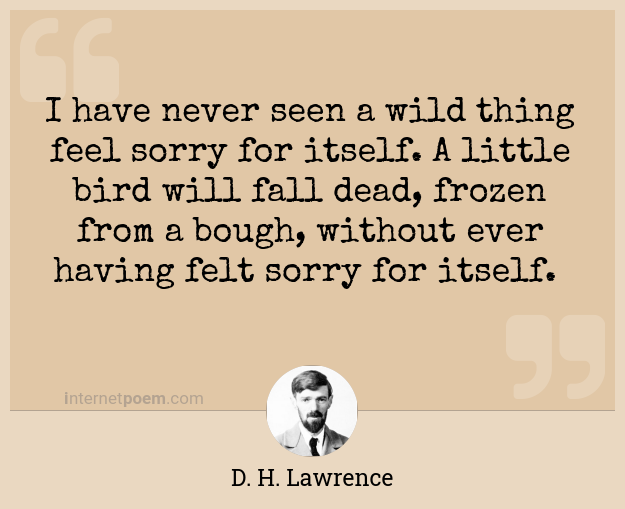dh lawrence i never saw a wild thing